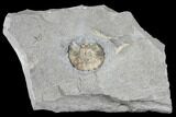 Ammonite (Promicroceras) Fossil - Lyme Regis #103023-1